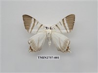 藏品(尺蛾326)的圖片